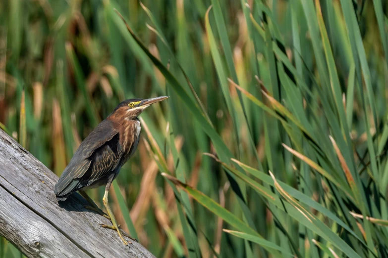 a small bird with an open beak on a tree