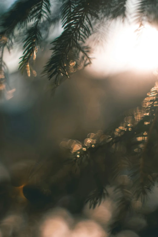 a po from a bird - eye view of the sunlight coming through the pine tree nches