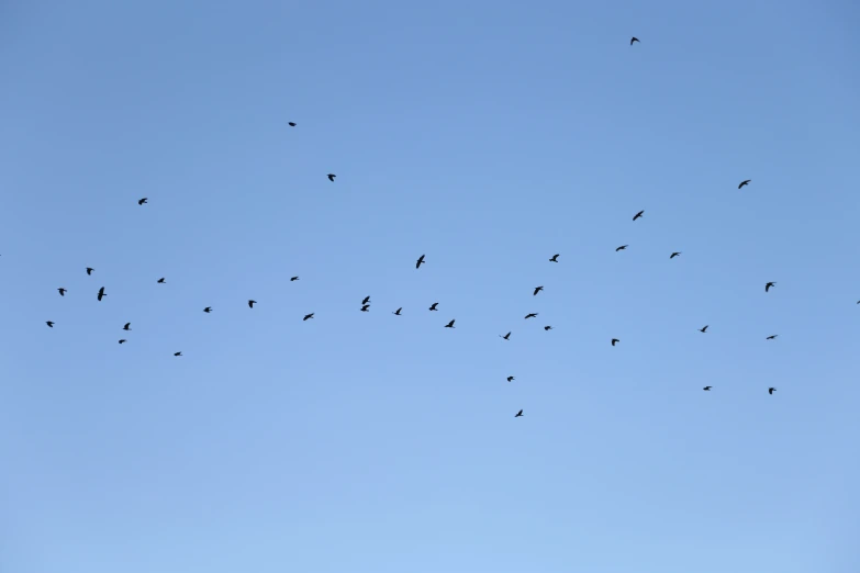 many birds flying in a formation in the blue sky