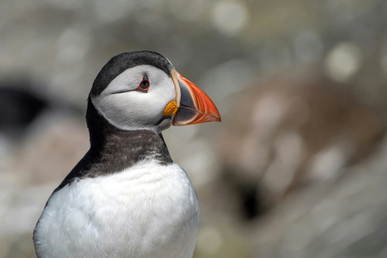 a black and white puffy bird standing on top of a cliff