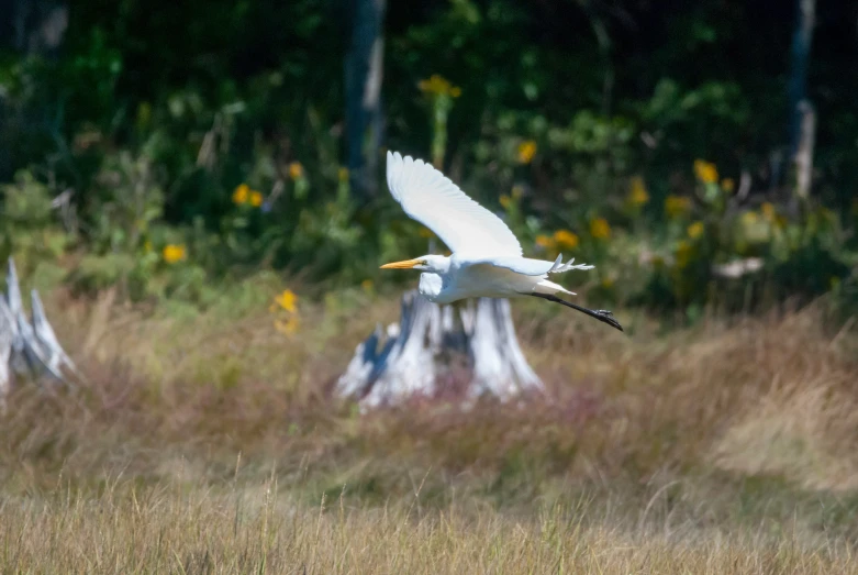 a very large bird flying through a grassy field