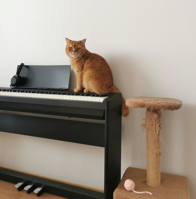 a cat is sitting on top of the piano