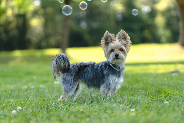 a dog is standing in the grass with bubbles behind it
