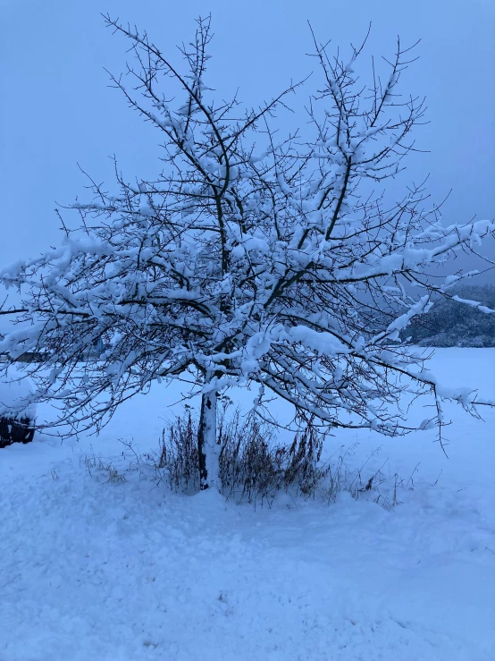 snow covered tree near a bench in winter