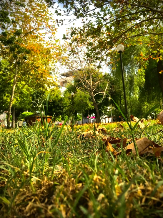 green, grassy park area with lots of trees and tall buildings in the distance