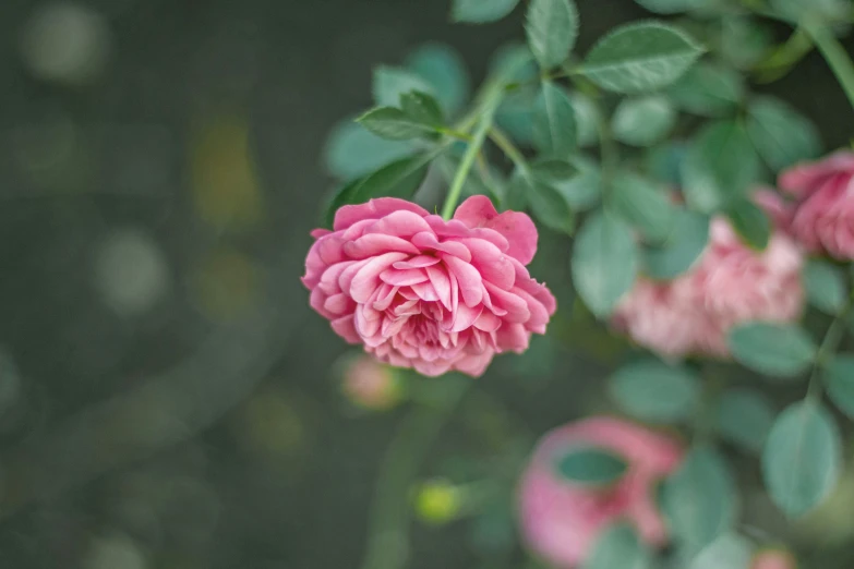 a very pretty flower on some pretty flowers