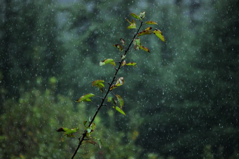 some very small green leaves in the rain