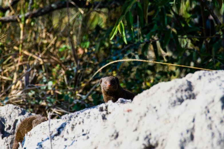 small rodent standing on side of large rock