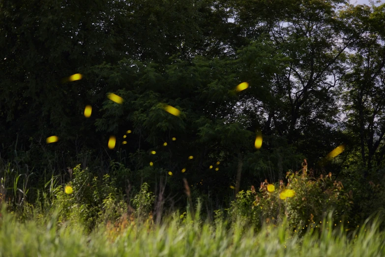 a yellow and black po of a field