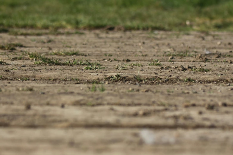 a bird is standing in the dirt on grass