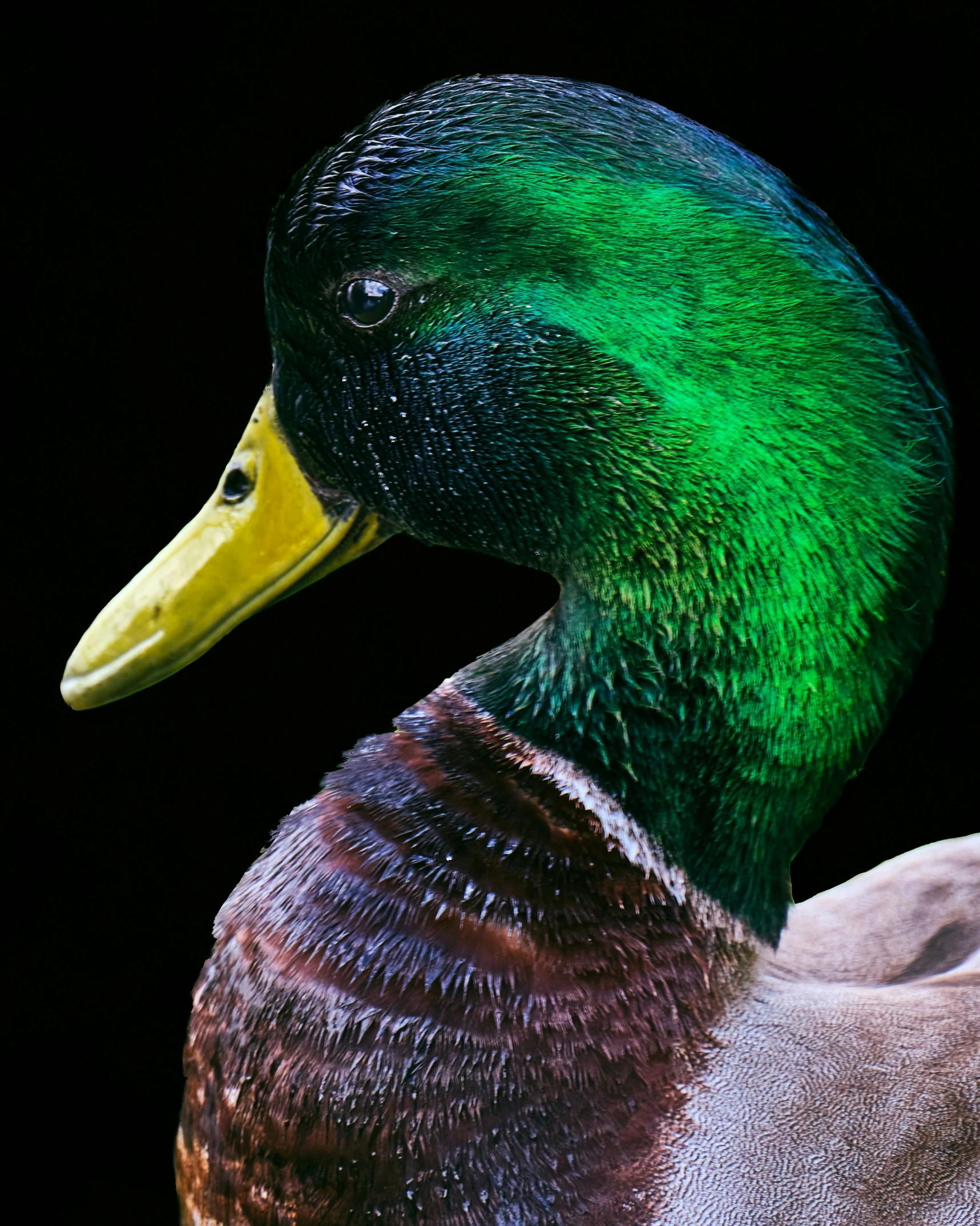 a close up po of a mallard in color