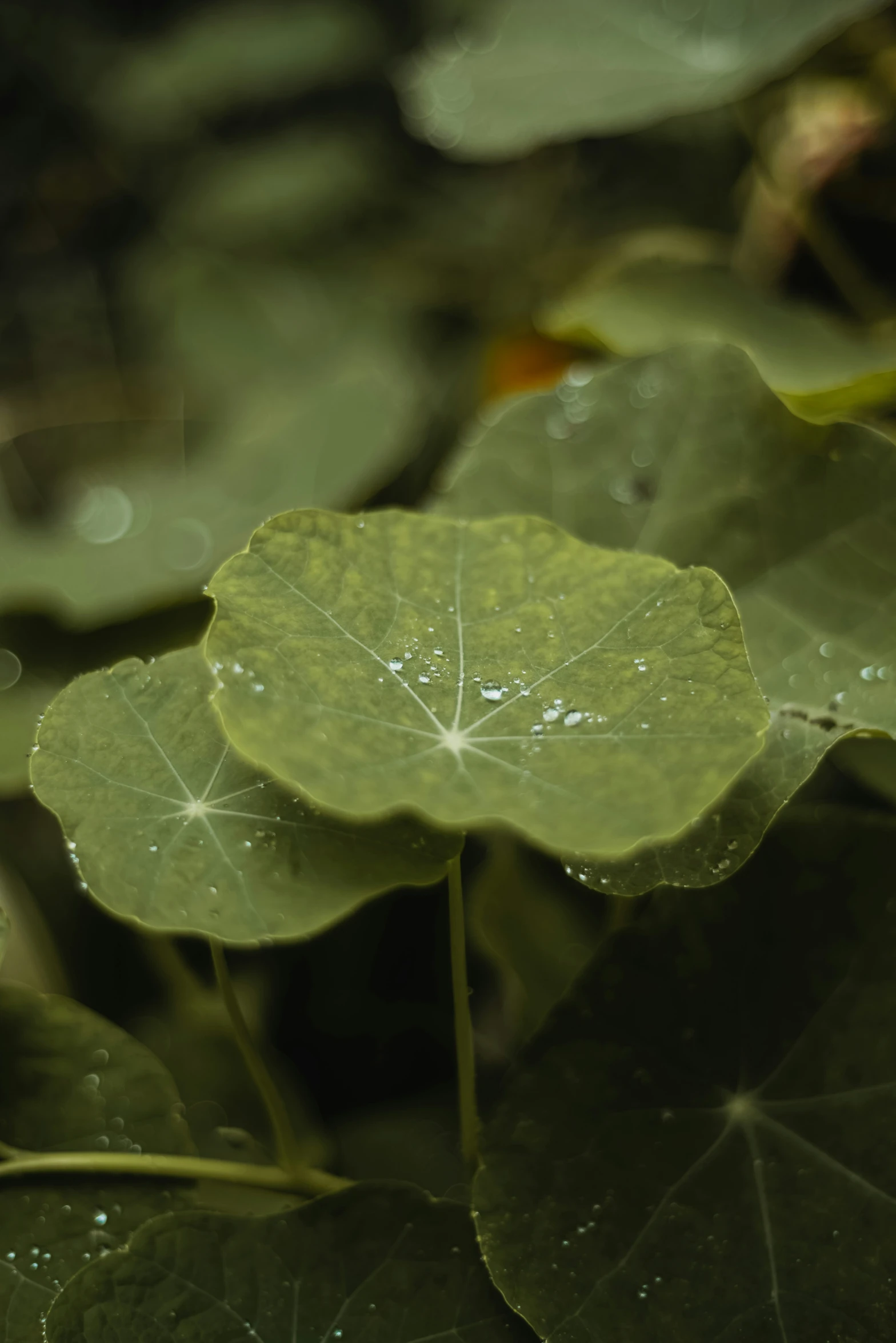 some plants with several leaves with drops of water on them