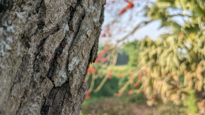 an old tree with white bark and some plants