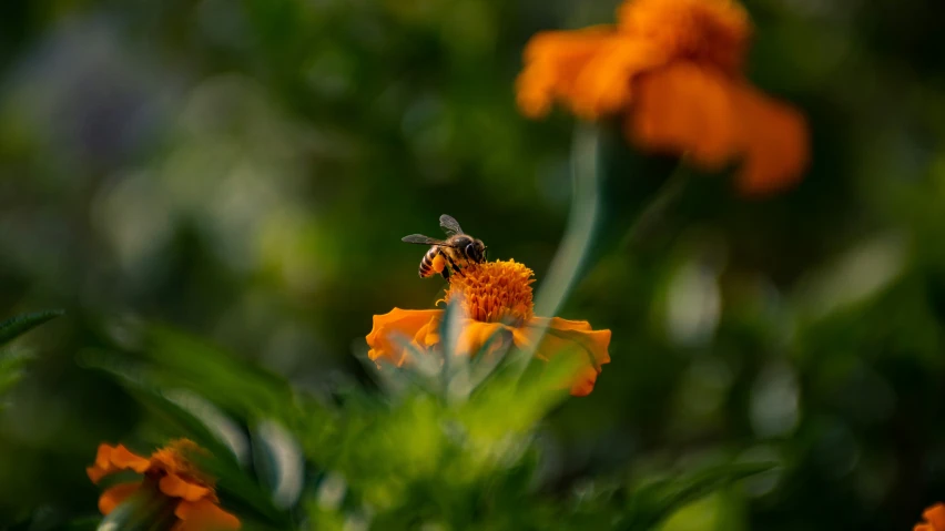 a honeybee on top of an orange flower