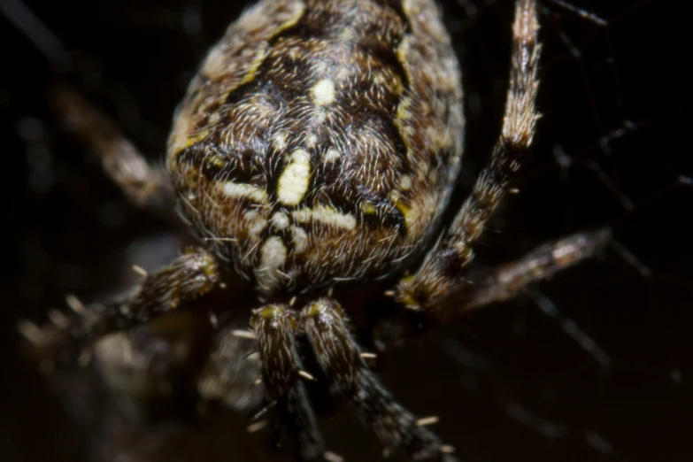 a close up image of a spider in the dark