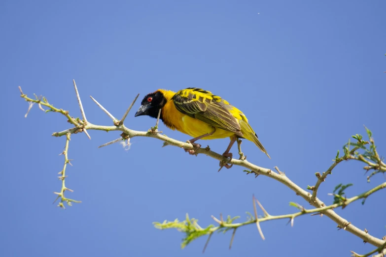 a bird perched on a nch against a blue sky