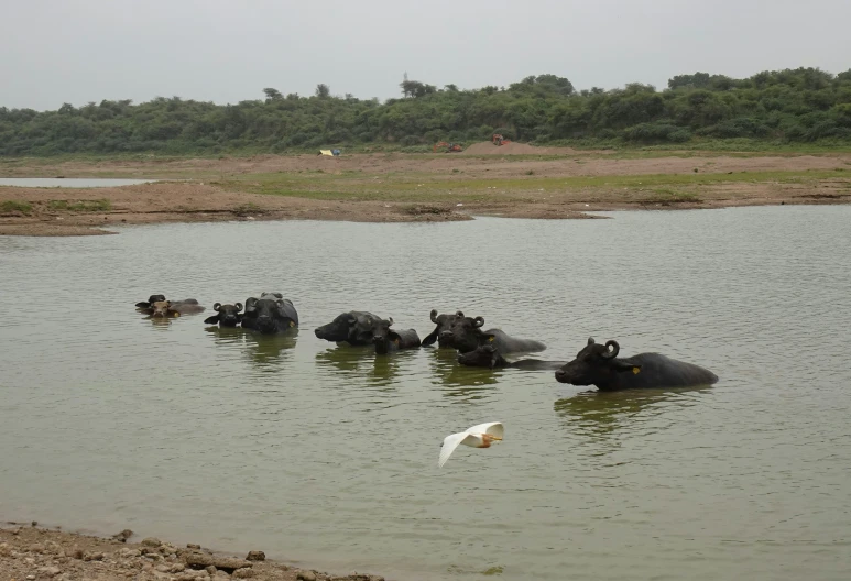 several water buffalo wade in shallow waters on the shoreline