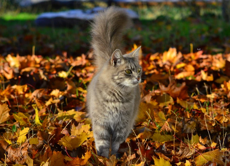 a cat walking through the leaves in a yard
