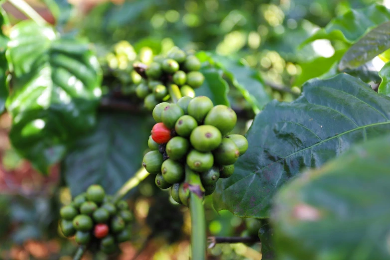 a cluster of coffee beans still on the tree