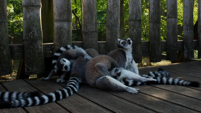 two lemurs laying on a wood deck with one in the foreground