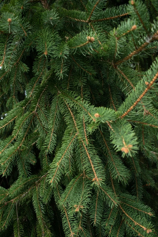 some green leaves are spread across a nch