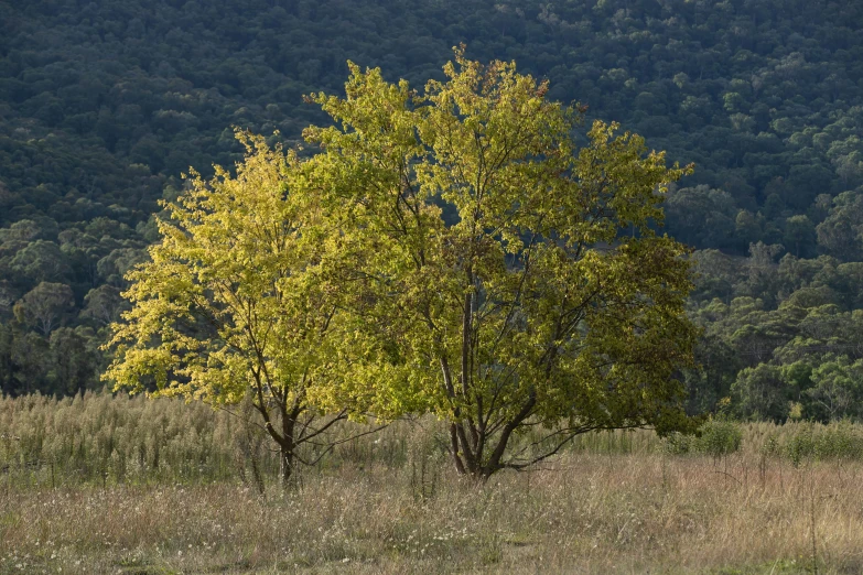 a lone yellow tree stands out in a field