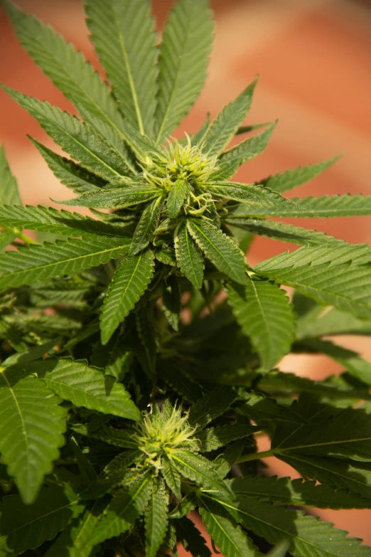 large green flowers in the middle of a leafy plant