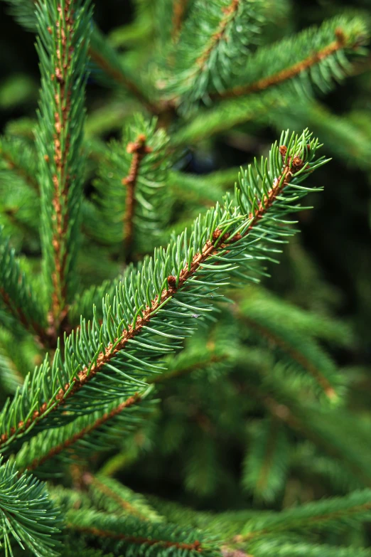 close up of green fir tree needles