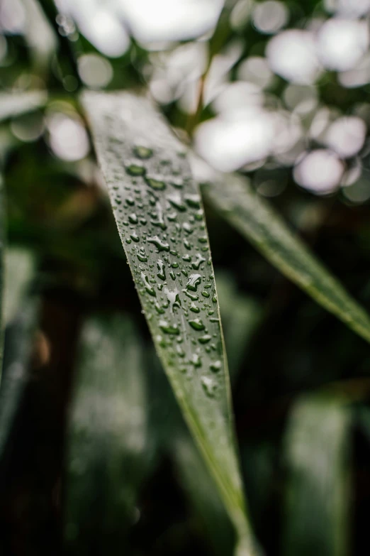 the green leaves have drops of water on them