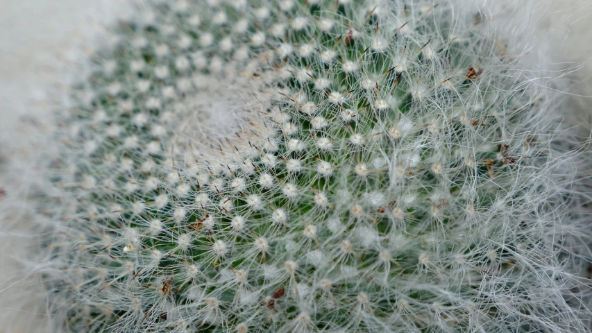 close up view of a cactus's seeds with white tops