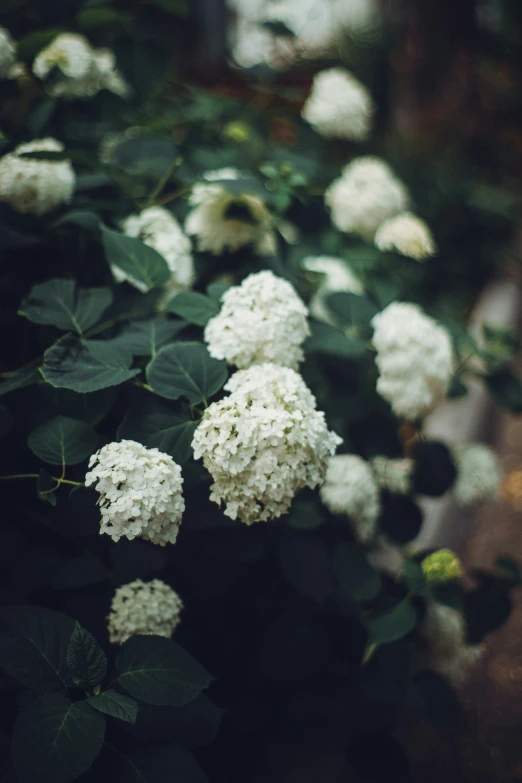 a white flower is growing in a garden