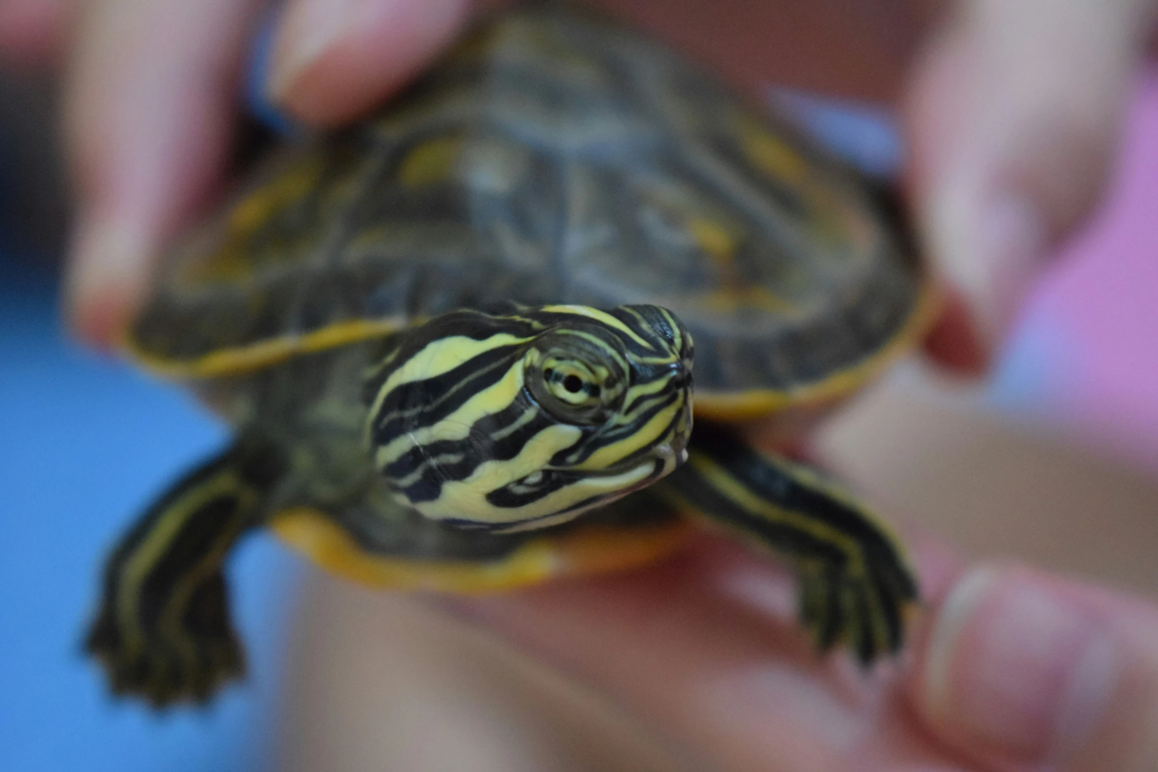 a small turtle sitting on top of someones hand