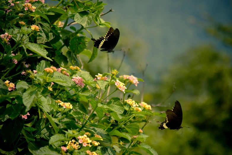two black and yellow erflies sitting on top of a tree