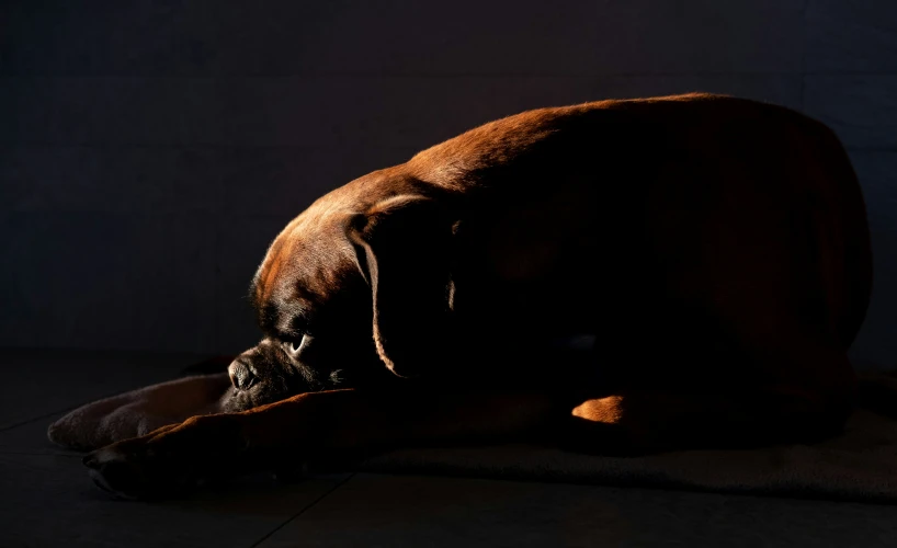 a dog is laying on the floor with its head on his paws