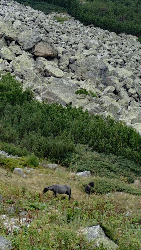 there are two animals walking in the rocky area