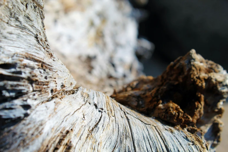 a wooden log with wood texture and s