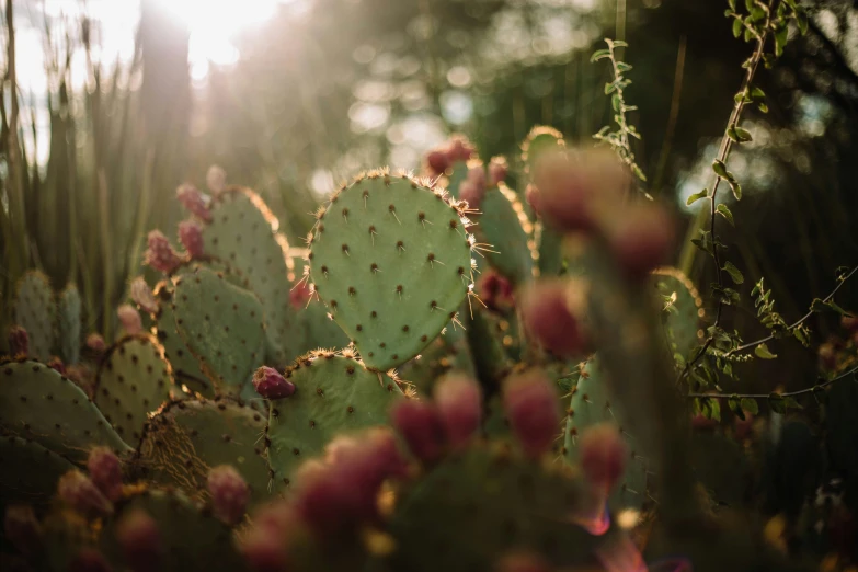 the sun shining on an assortment of plants