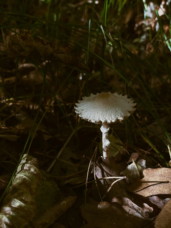 a small mushroom that is growing in the grass