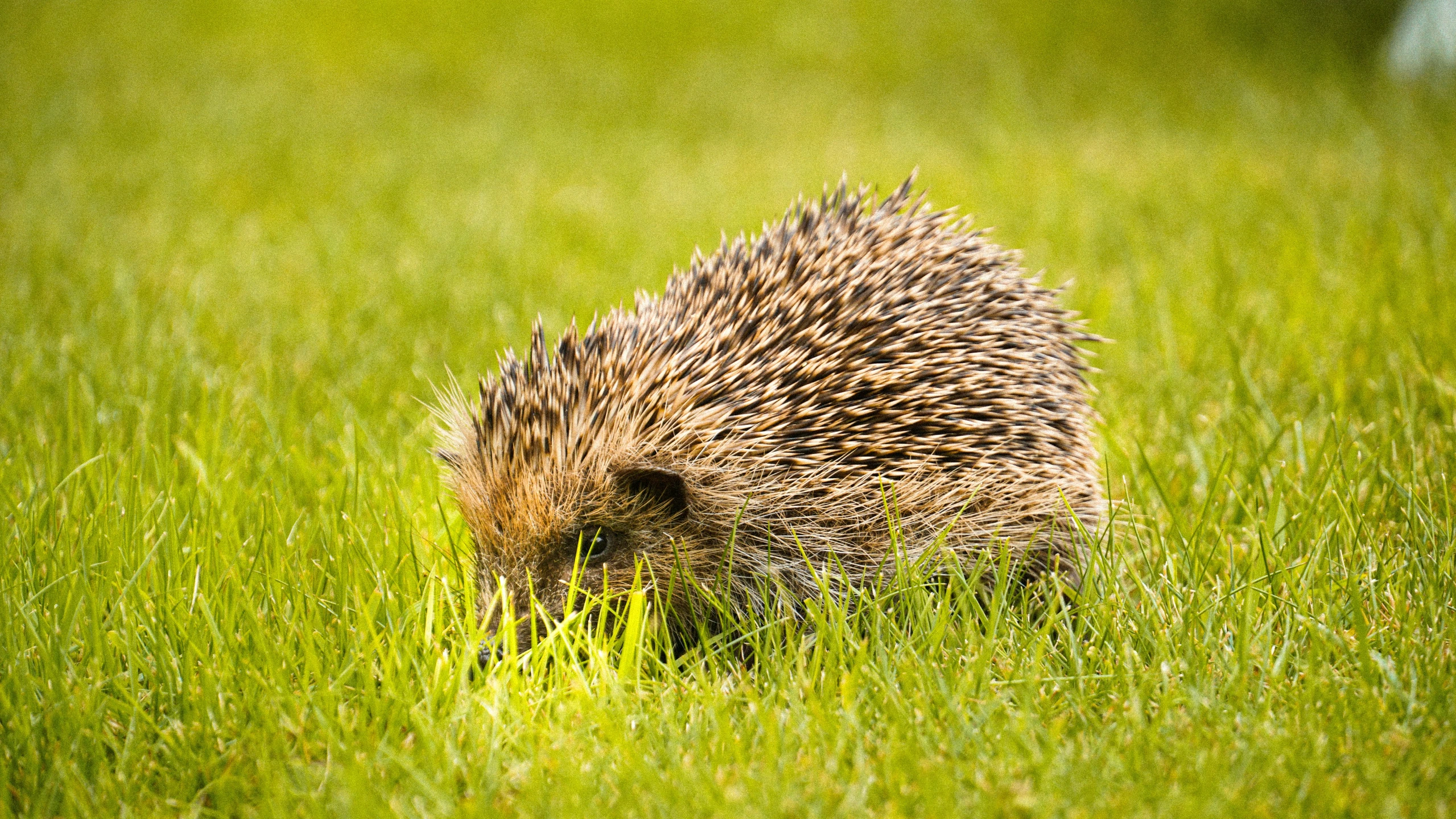 a ecinton standing in a field eating grass