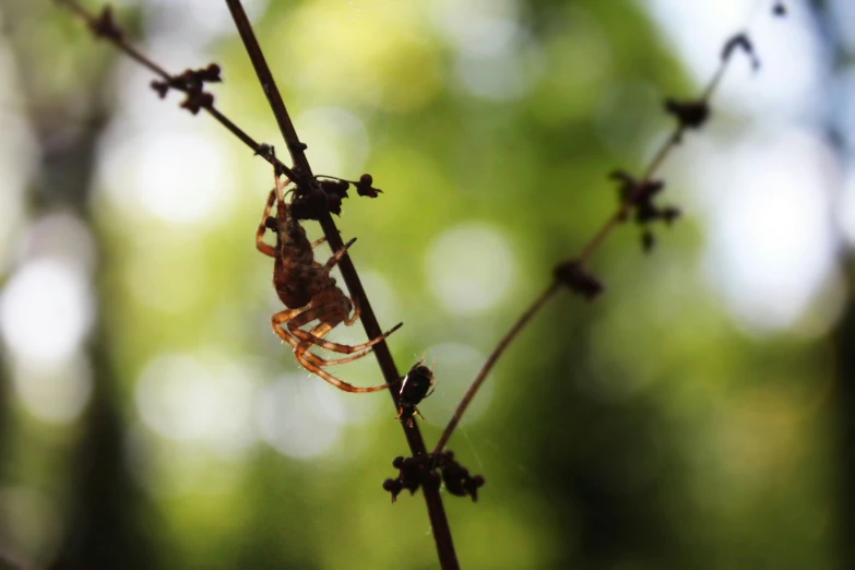 some tiny plants are attached to their stems