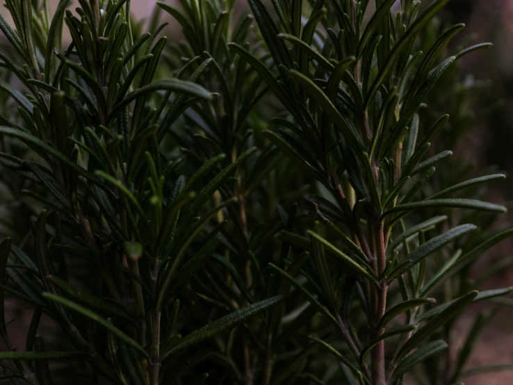 closeup of some green plants with small leaves