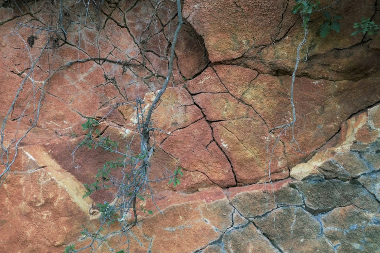 green plants grow on the ed concrete walls of a rock formation