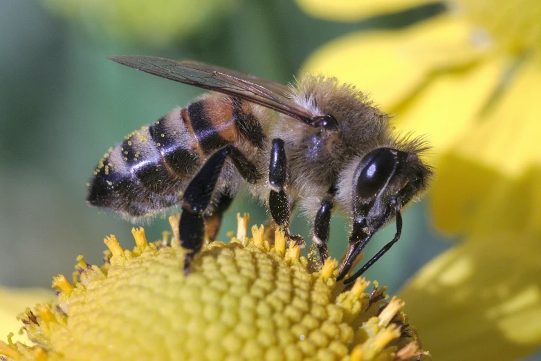 a bum is sitting on top of a flower