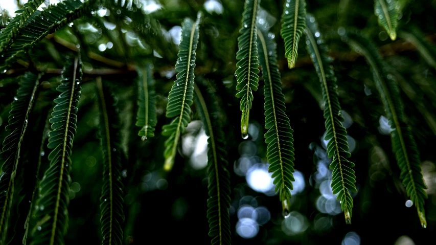 rain drops on the green needles of a tree