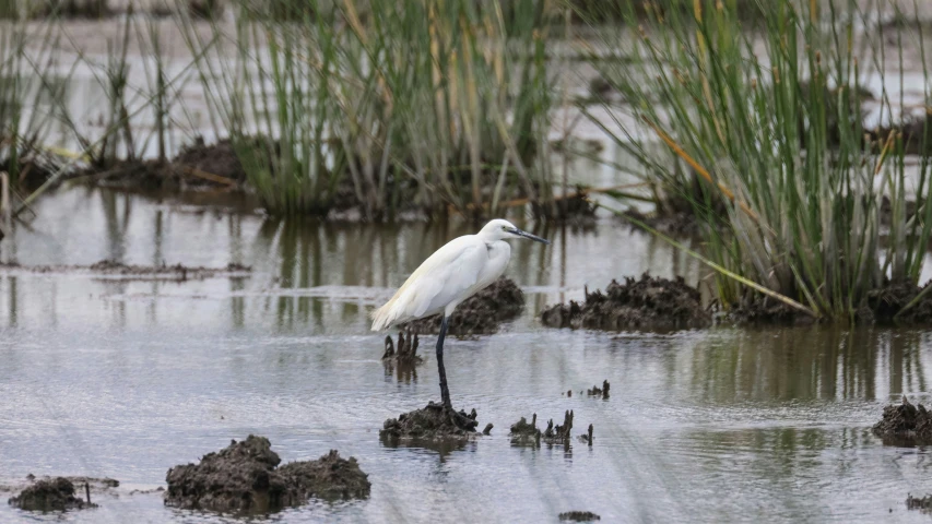 an egret standing on wet ground next to water