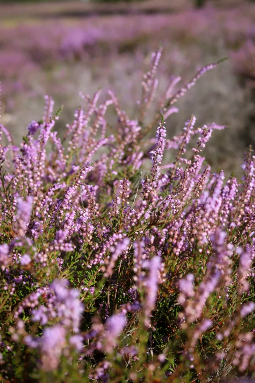 some purple plants growing on a field with green grass