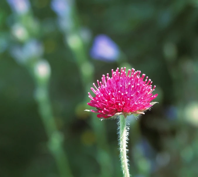 a lone red flower with many tiny white dots