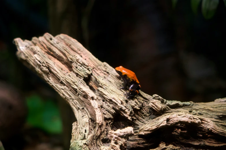 a small red and orange insect on the tree trunk