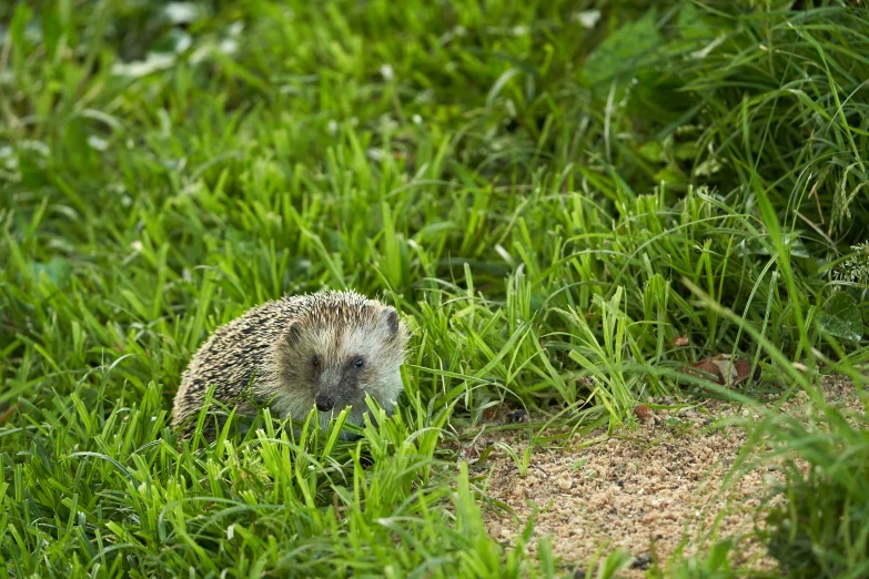 hedgehog hiding in tall green grass and dirt