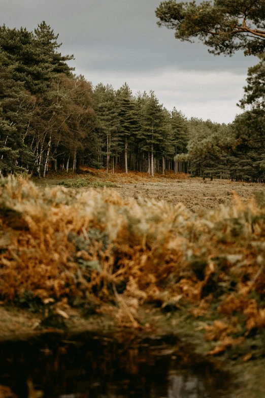 a lone cow grazing on some grass in a field